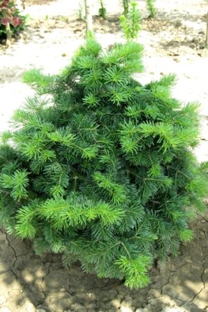 Abies lasiocarpa 'Green Globe' - Jedľa plstnatoplodá