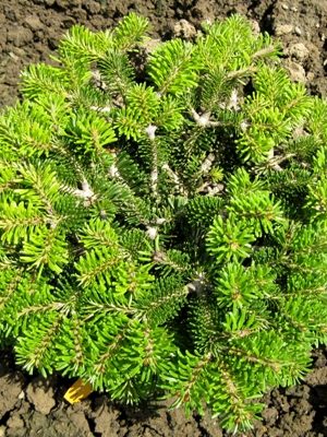 Abies nordmanniana 'Munsterland' - Jedľa Nordmannova