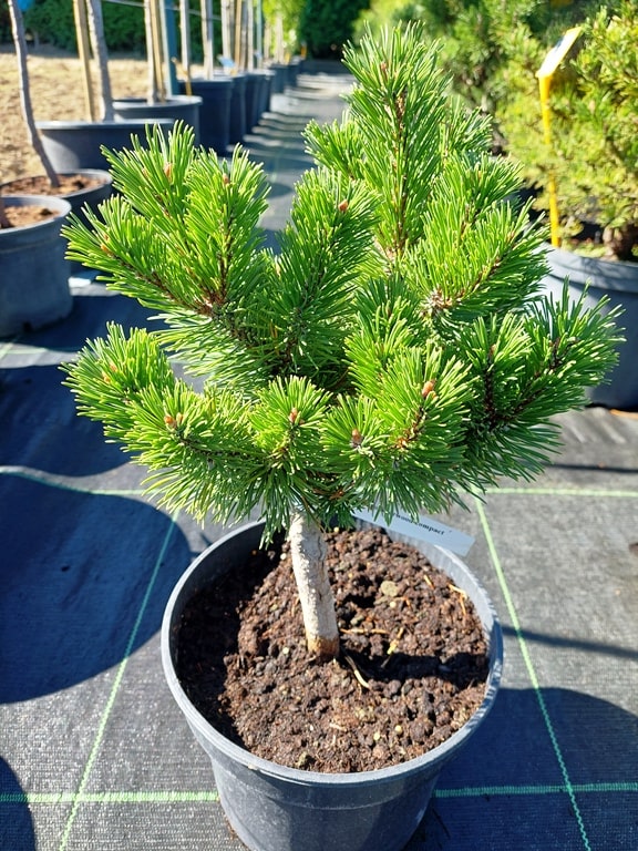 Pinus mugo ‘Sherwood Compact’ - Záhradníctvo Peter Dedík