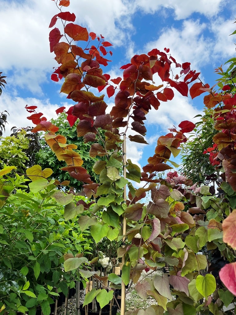 Cercis canadensis 'Eternal Flame' - Záhradníctvo Peter Dedík