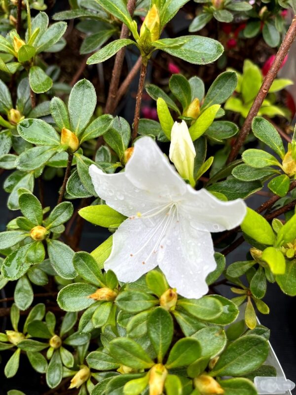 Azalea japonica 'Pleasant White' - Záhradníctvo Peter Dedík