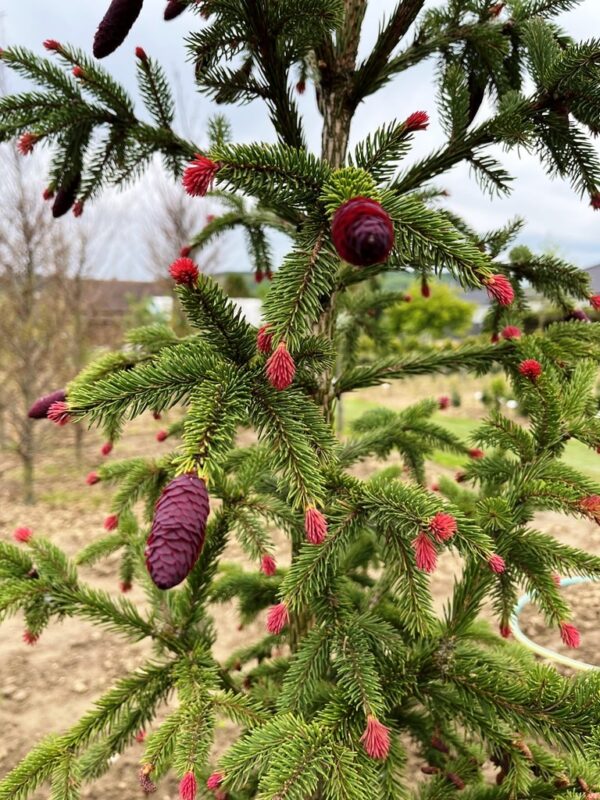 Picea abies 'Rydal'